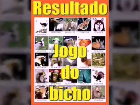 ver o resultado do jogo do bicho da paraíba - bicho da paraíba de hoje